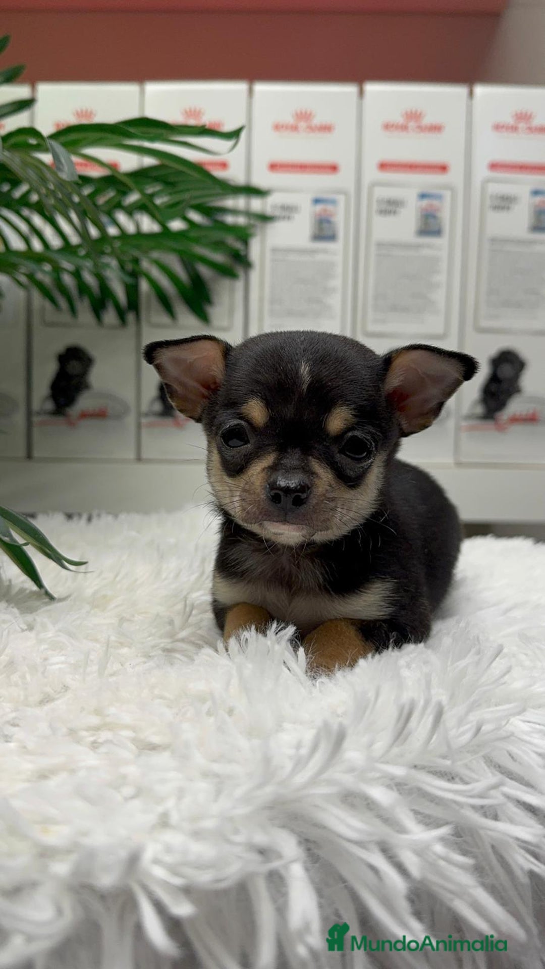 Chihuahua perros en venta: CHIHUAHUA MACHO - Anuncio 2