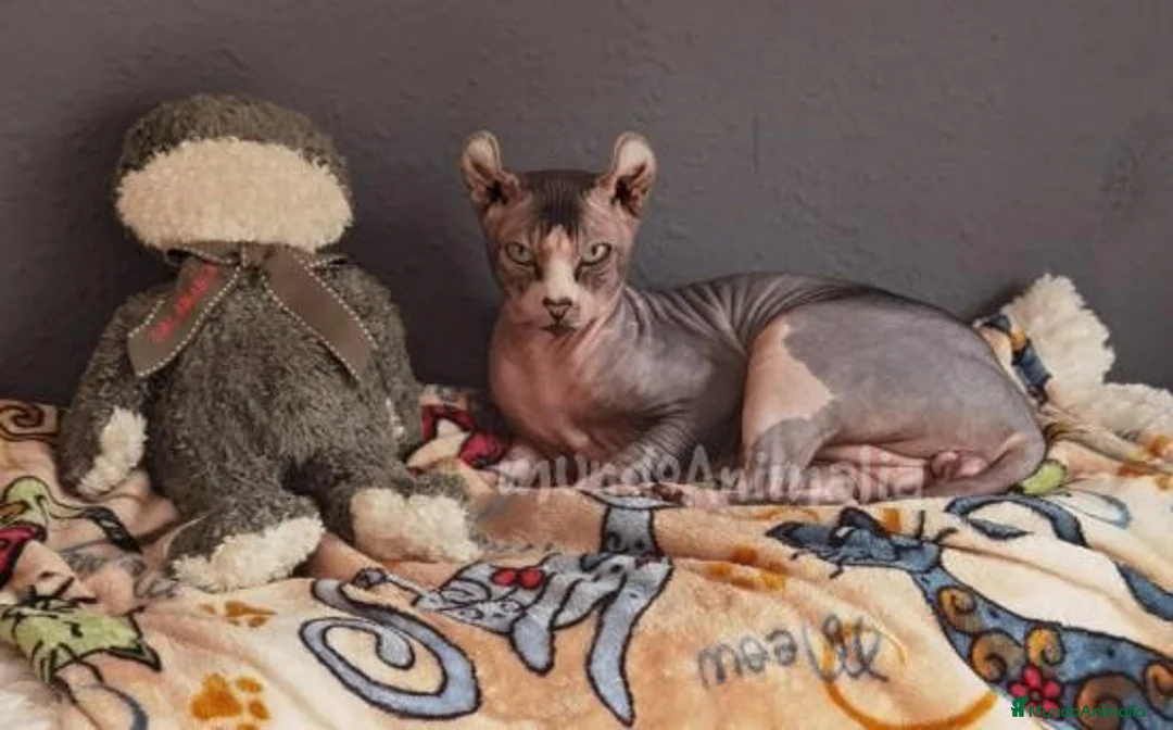 Imagen de galería {{count}}