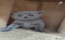 Británico de Pelo Corto gatos en venta: Gato British  en Salamanca - Imagen 2