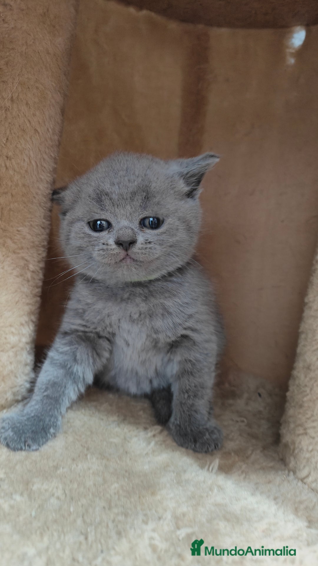 Británico de Pelo Corto gatos en venta: Gato British  en Salamanca - Imagen 2