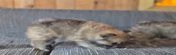 Pomerania perros en venta: Cachorros de Pomerania ❤️🐶 - Anuncio 4