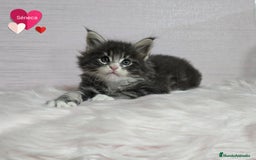 Maine Coon gatos en venta: Gatitos maine coon - Imagen 1