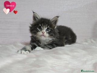 Maine Coon gatos - Anuncio 14