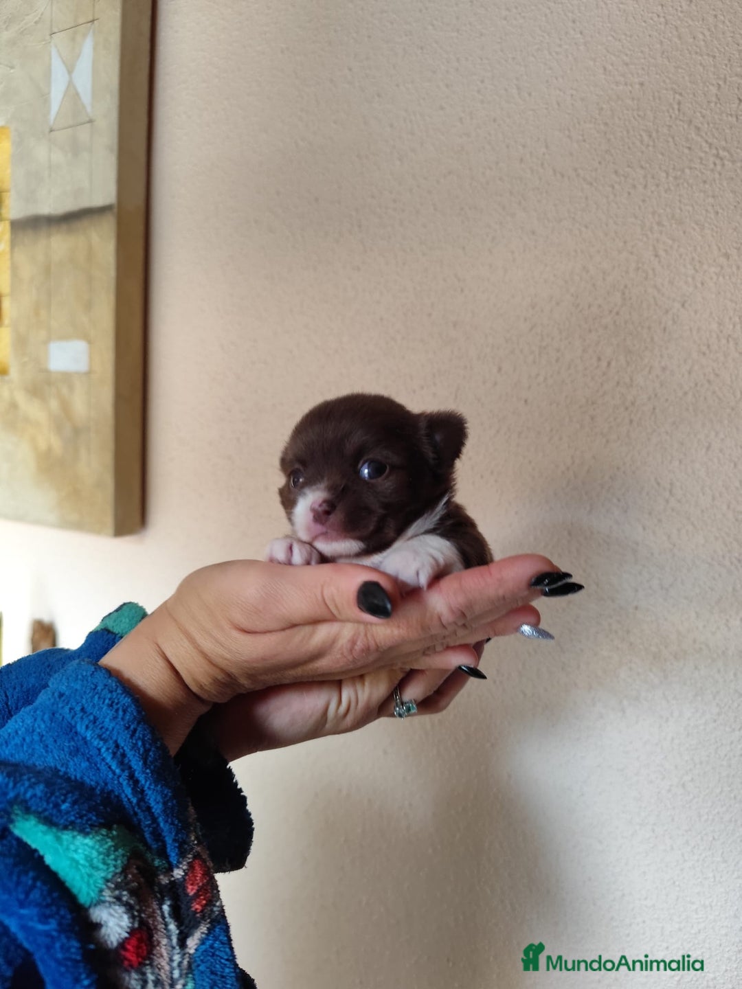 Chihuahua perros en venta: CHIHUAHUA HEMBRA EXCLUSIVA  - Anuncio 4