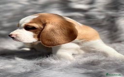 Beagle perros en venta: Beagle limon  en Barcelona - Imagen 4