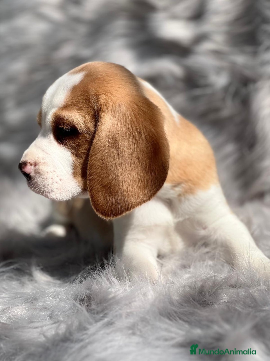 Beagle perros en venta: Beagle limon  en Barcelona - Imagen 4