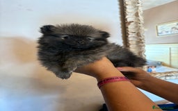 Pomerania perros en venta: Lulus de Pomerania hembras  - Imagen 3
