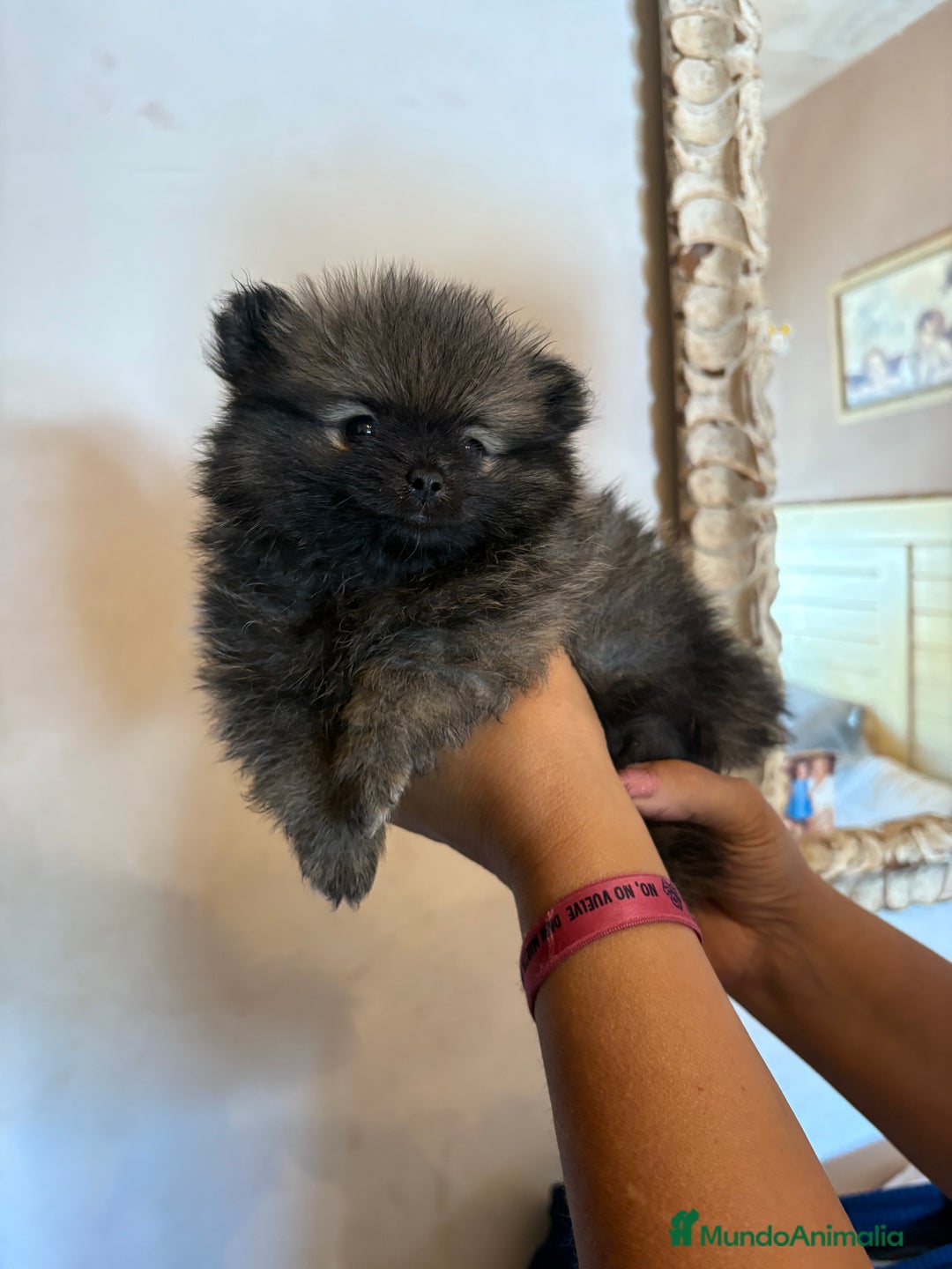 Pomerania perros en venta: Lulus de Pomerania hembras  - Imagen 3