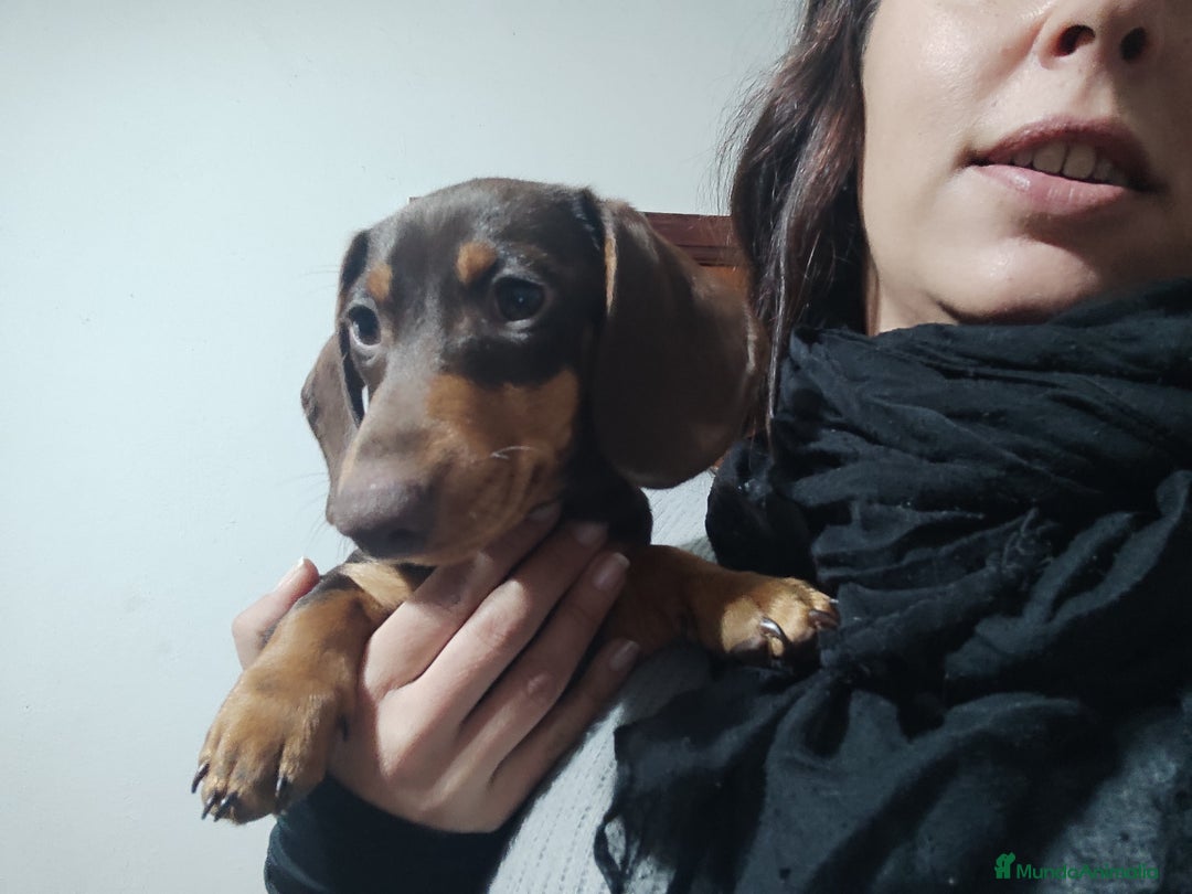 Teckel perros en venta: Teckel kaniche precio real - Anuncio 5