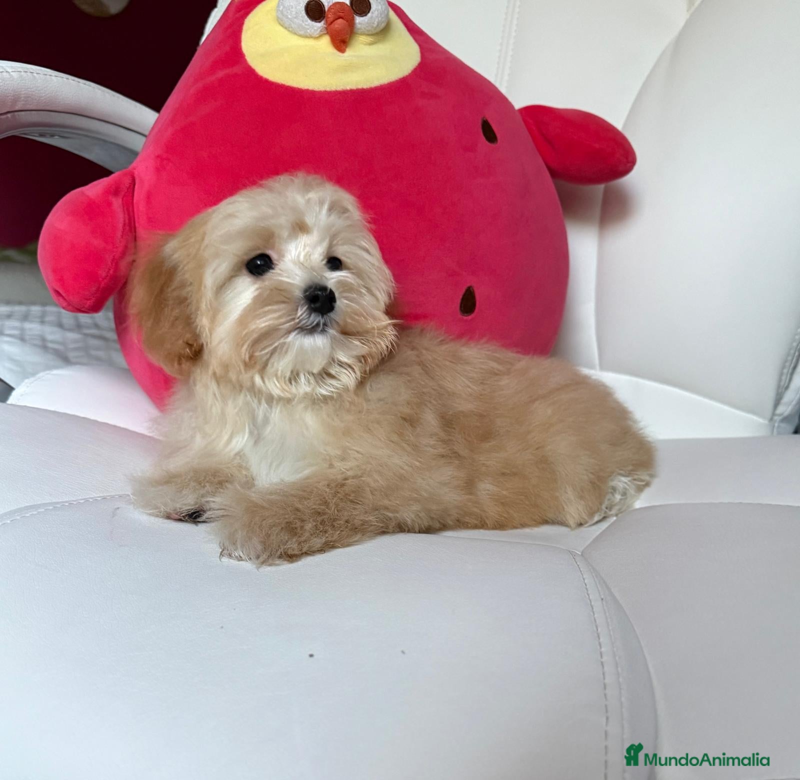 Maltipoo perros en venta: Maltipoo Hembra lista para entregar!!! - Anuncio 2