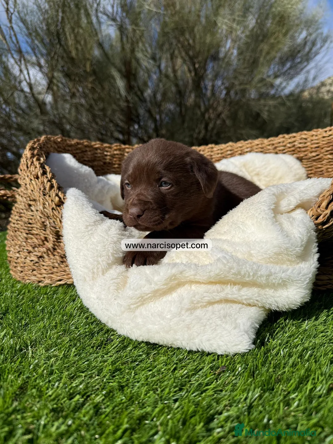Labrador Retriever perros en venta: LABRADOR CHOCOLATE - Anuncio 5