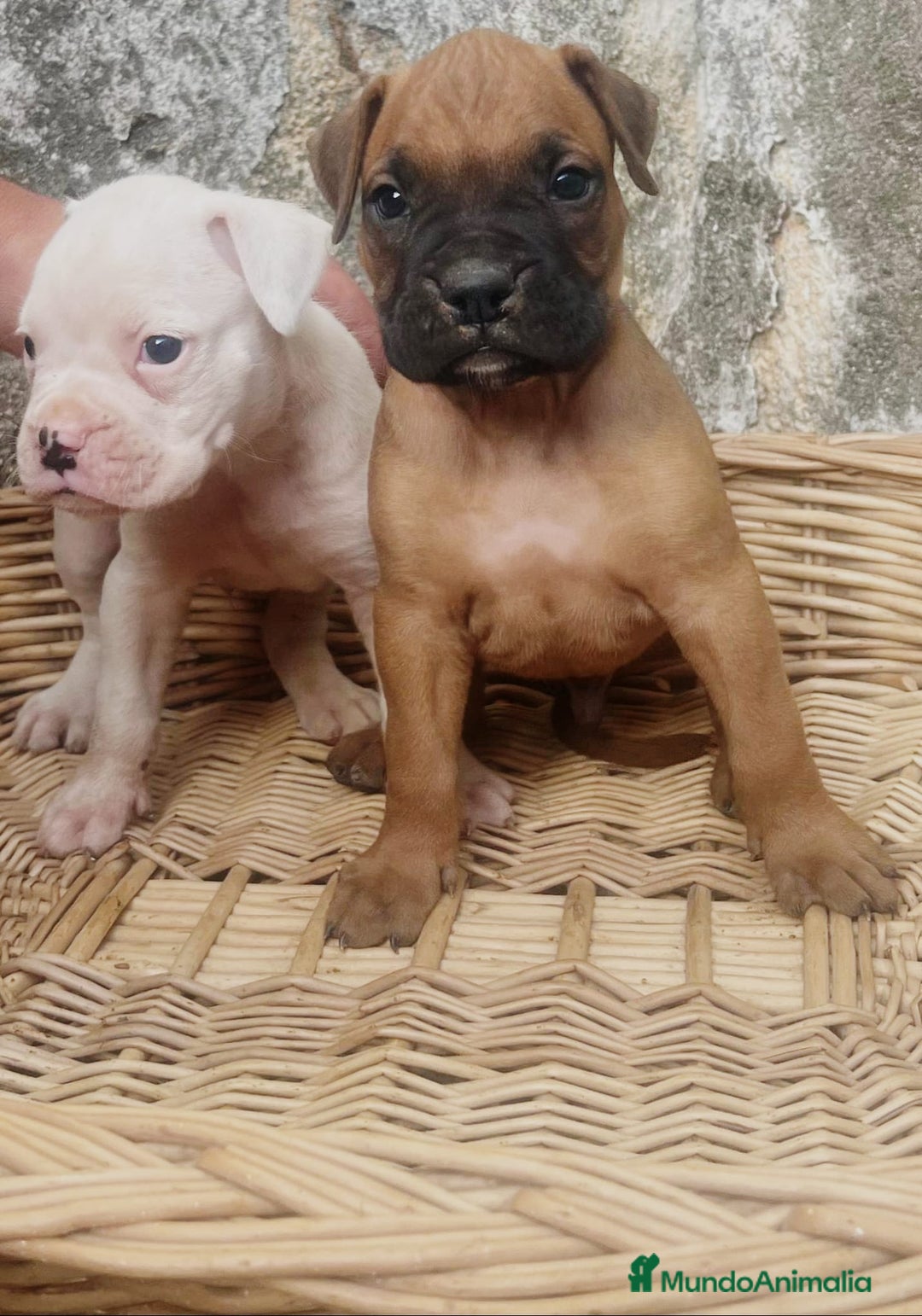 Boxer perros en venta: Boxer - Imagen 2