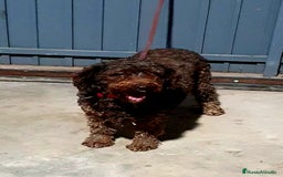 Perro de Agua Español perros en venta: Perro Aguas Español  - Imagen 4