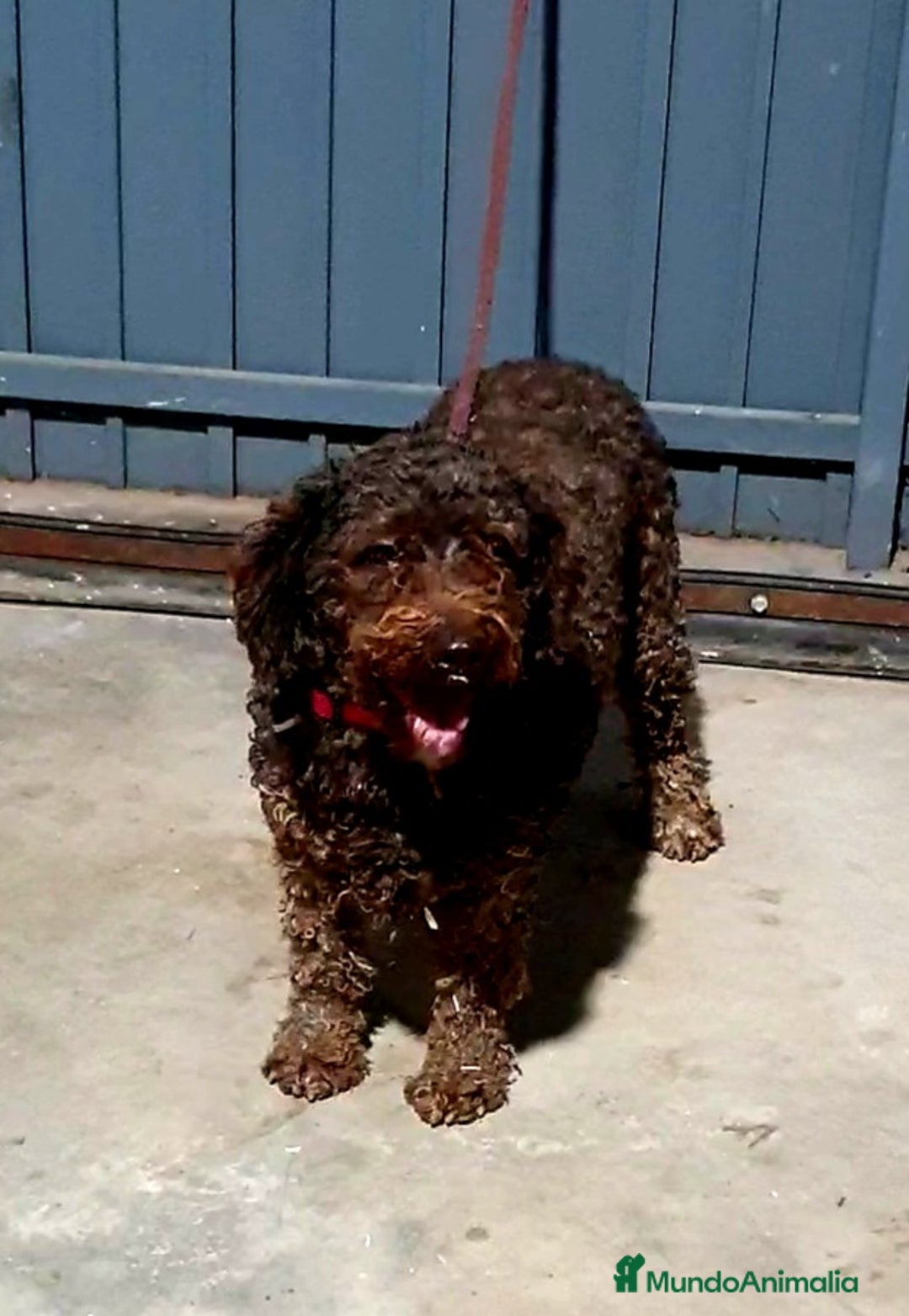 Perro de Agua Español perros en venta: Perro Aguas Español  - Imagen 4