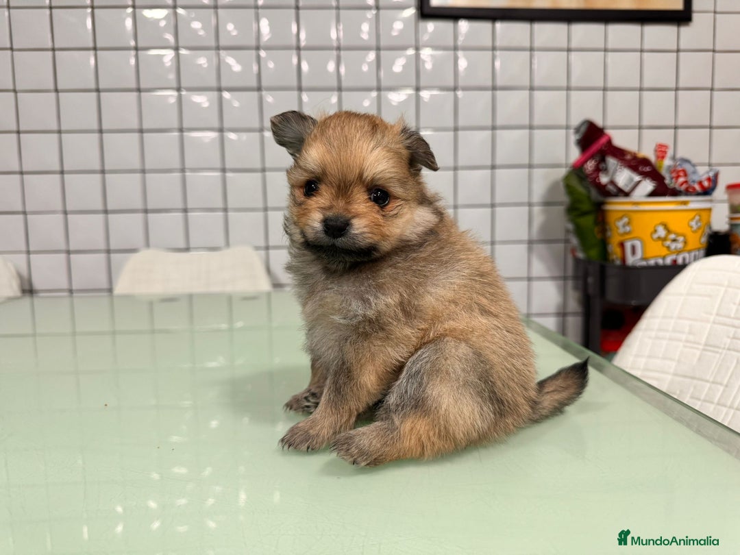 Pomerania perros en venta: Pomeranias toy desde 650€ varios colores  - Anuncio 13