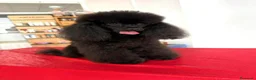 Caniche Toy perros en venta: Caniche toy Negro azabache  - Anuncio 8