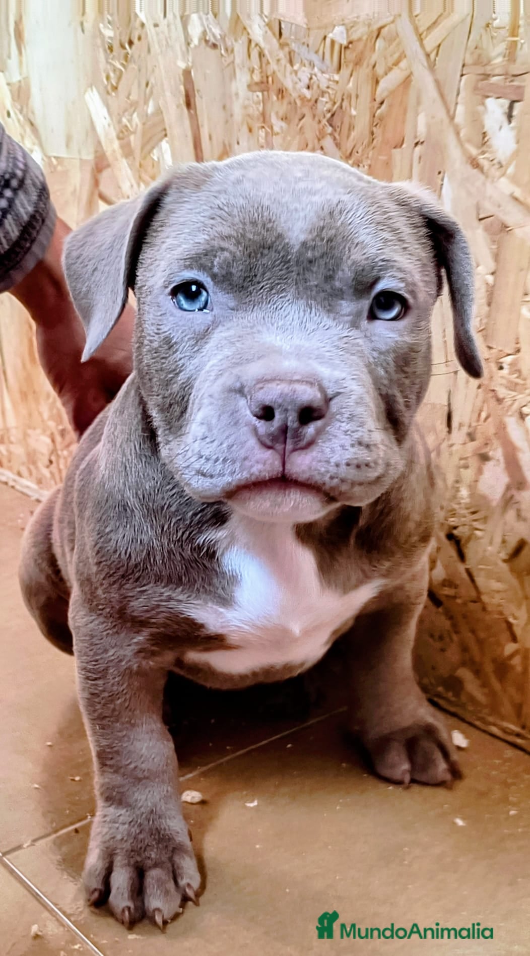 American Bully perros American bully exotic  - Anuncio 2