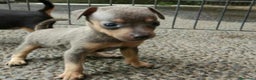 Pinscher Miniatura perros en venta: Pincher enano en Badajoz - Anuncio 3
