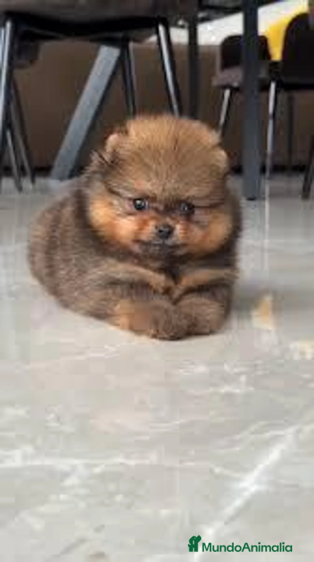 Pomerania perros en venta: pomerania  - Anuncio 1
