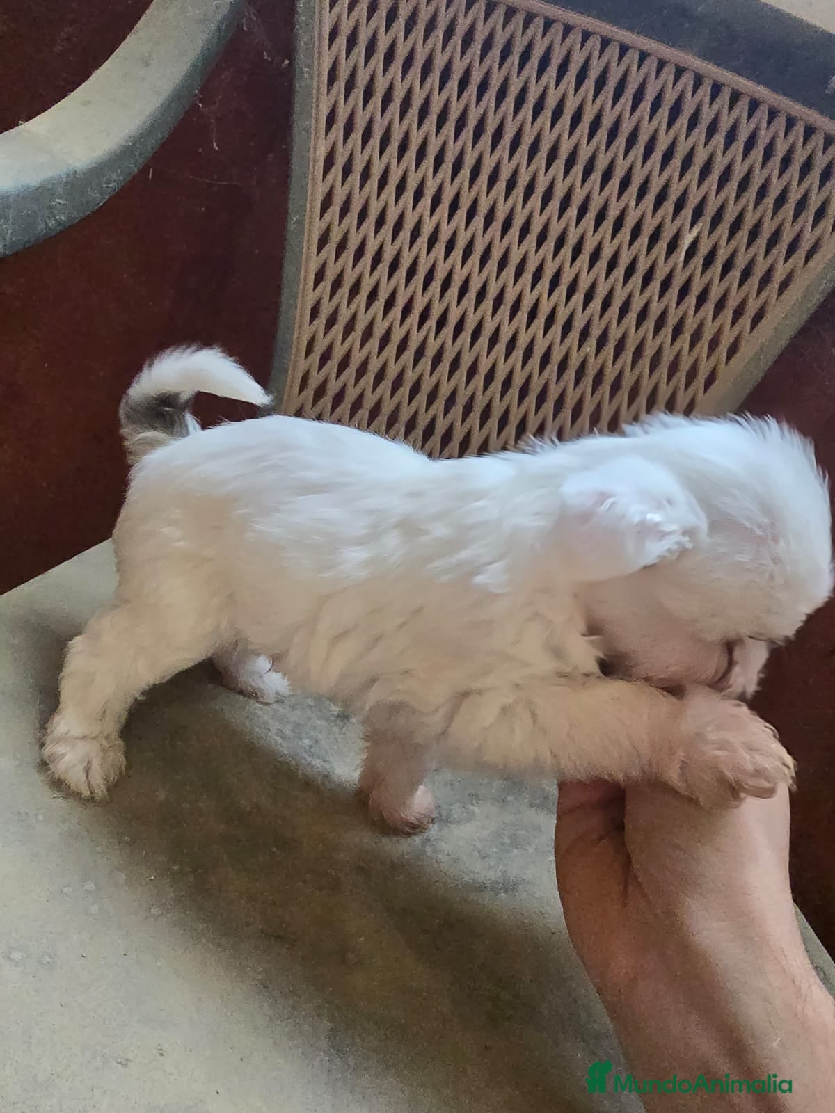 Otras razas perros Cachorritos Crestados Chinos. - Anuncio 4