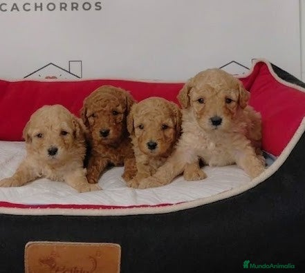 Caniche Enano perros caniches - Anuncio 2