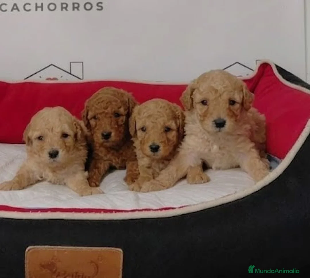 Caniche Enano perros en venta: caniches - Anuncio 1