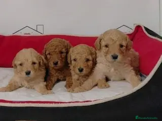 Caniche Enano perros caniches - Anuncio 1