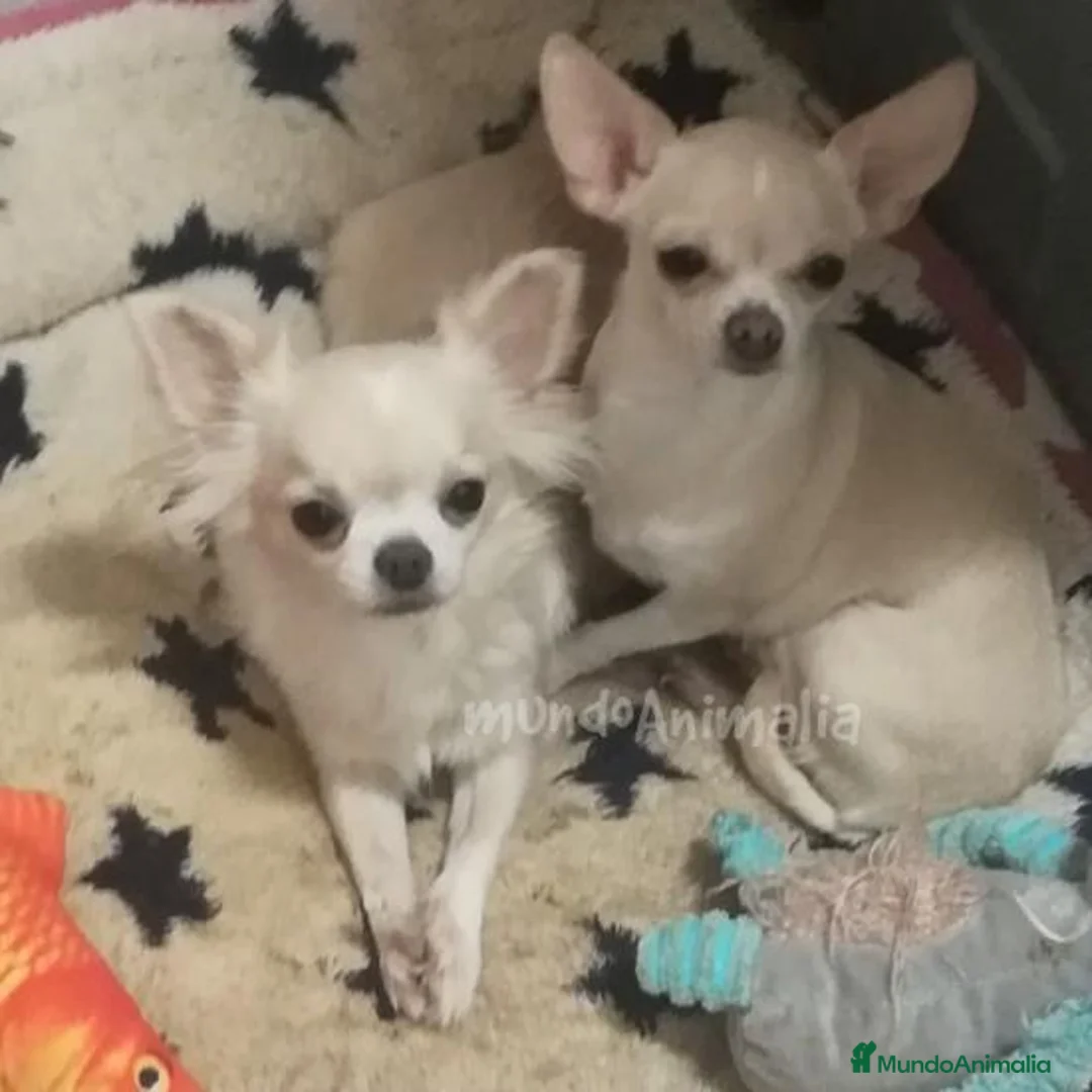 Imagen de galería {{count}}