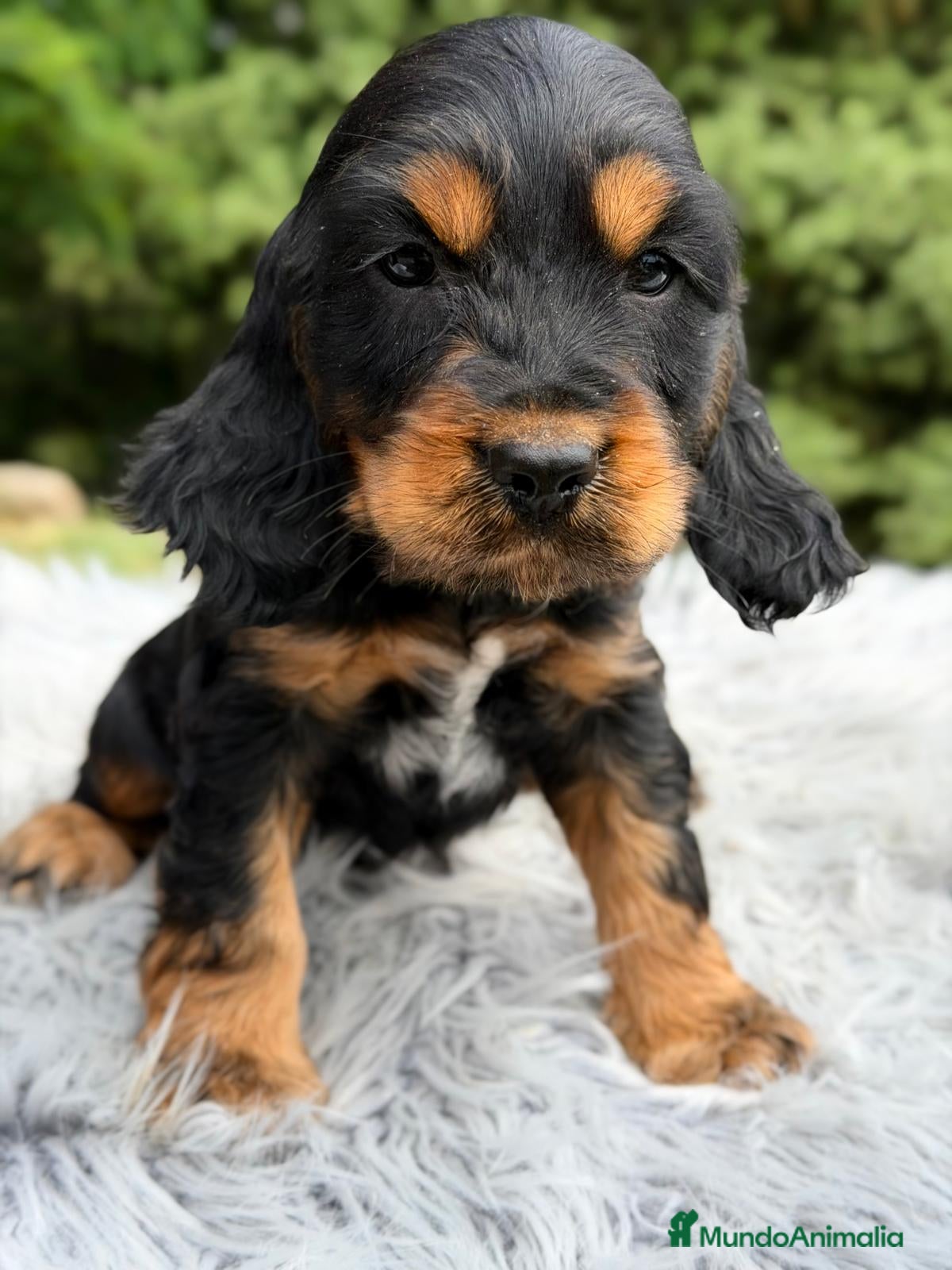 Cocker Spaniel Inglés perros COCKER INGLÉS NEGRO FUEGO  - Anuncio 1
