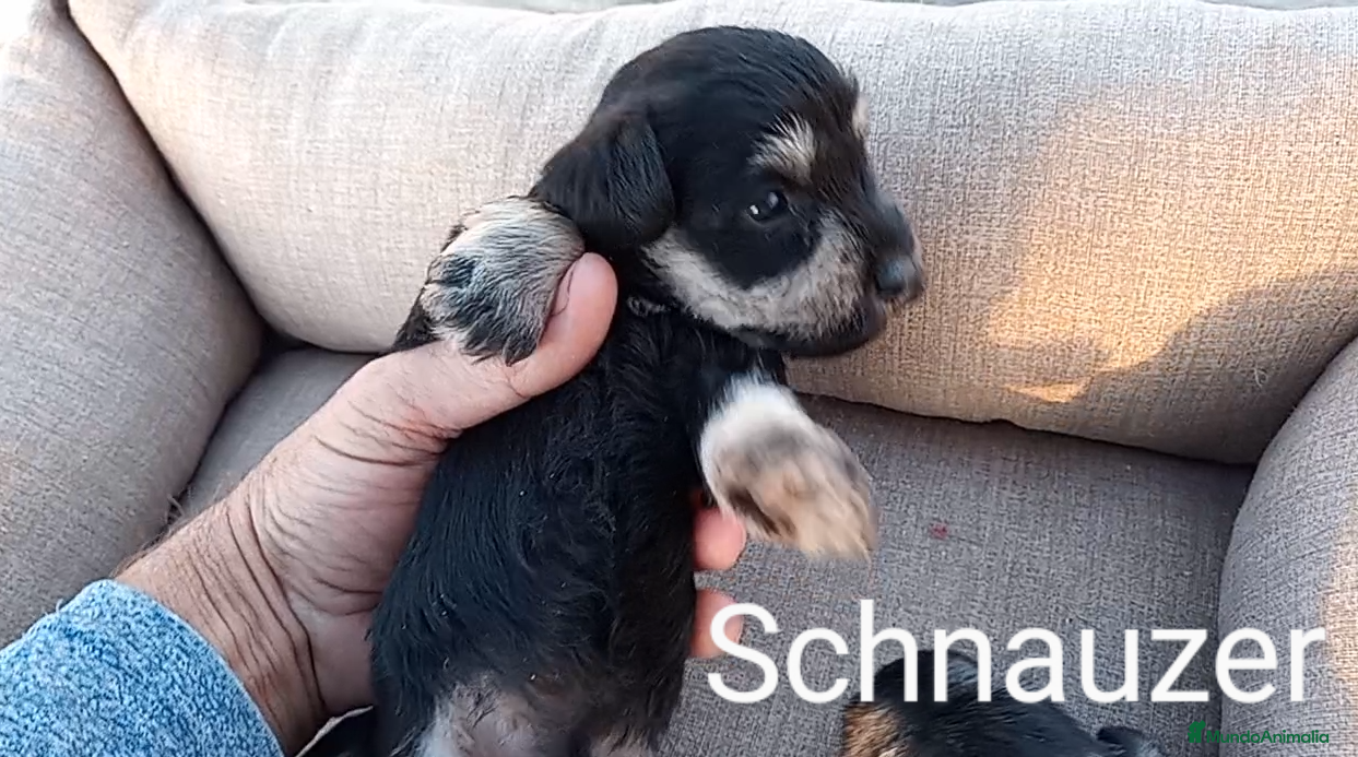 Schnauzer Miniatura perros Camada Schnauzer 2 en Almería - Anuncio 2