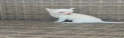 Chihuahua perros en venta: Chihuahua Toy miniatura hembra Blanca crema - Anuncio 2