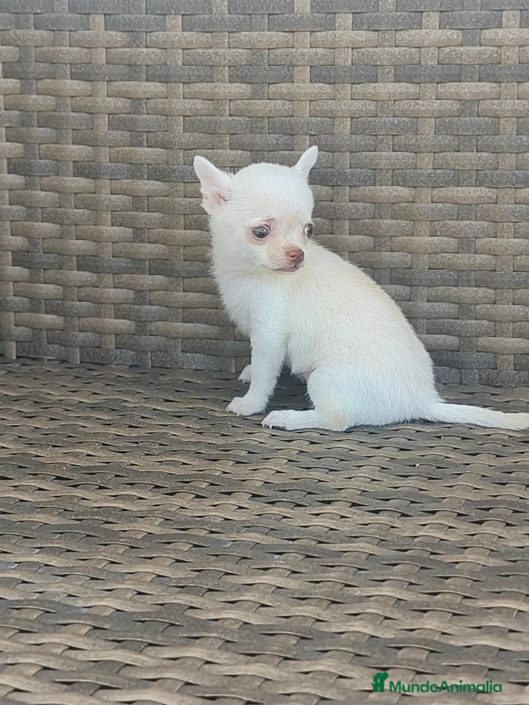 Chihuahua perros en venta: Chihuahua Toy miniatura hembra Blanca crema - Anuncio 2