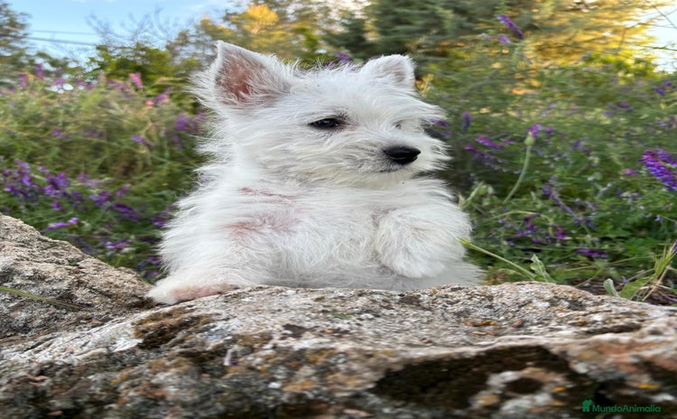 West Highland White Terrier perros - Propaganda 1