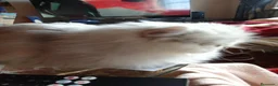 Persa gatos en venta: Persa en Tarragona - Anuncio 5