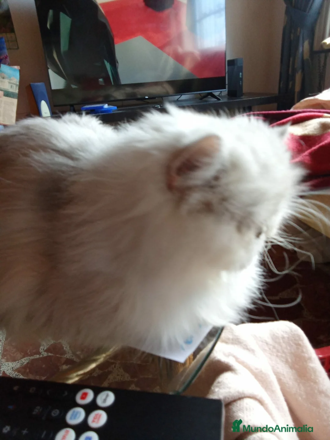 Persa gatos en venta: Persa en Tarragona - Anuncio 5