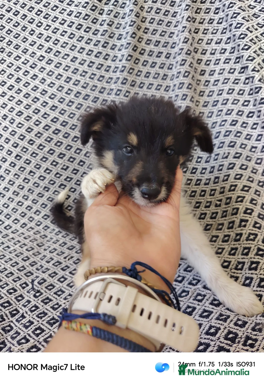 Collie de Pelo Largo perros en venta: Rough collie  - Anuncio 8