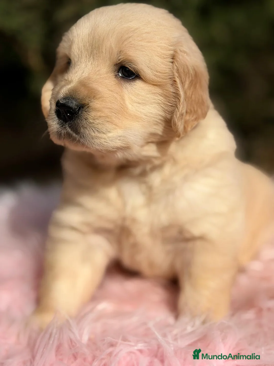 Golden Retriever perros en venta: GOLDEN RETRIEVER  - Anuncio 4