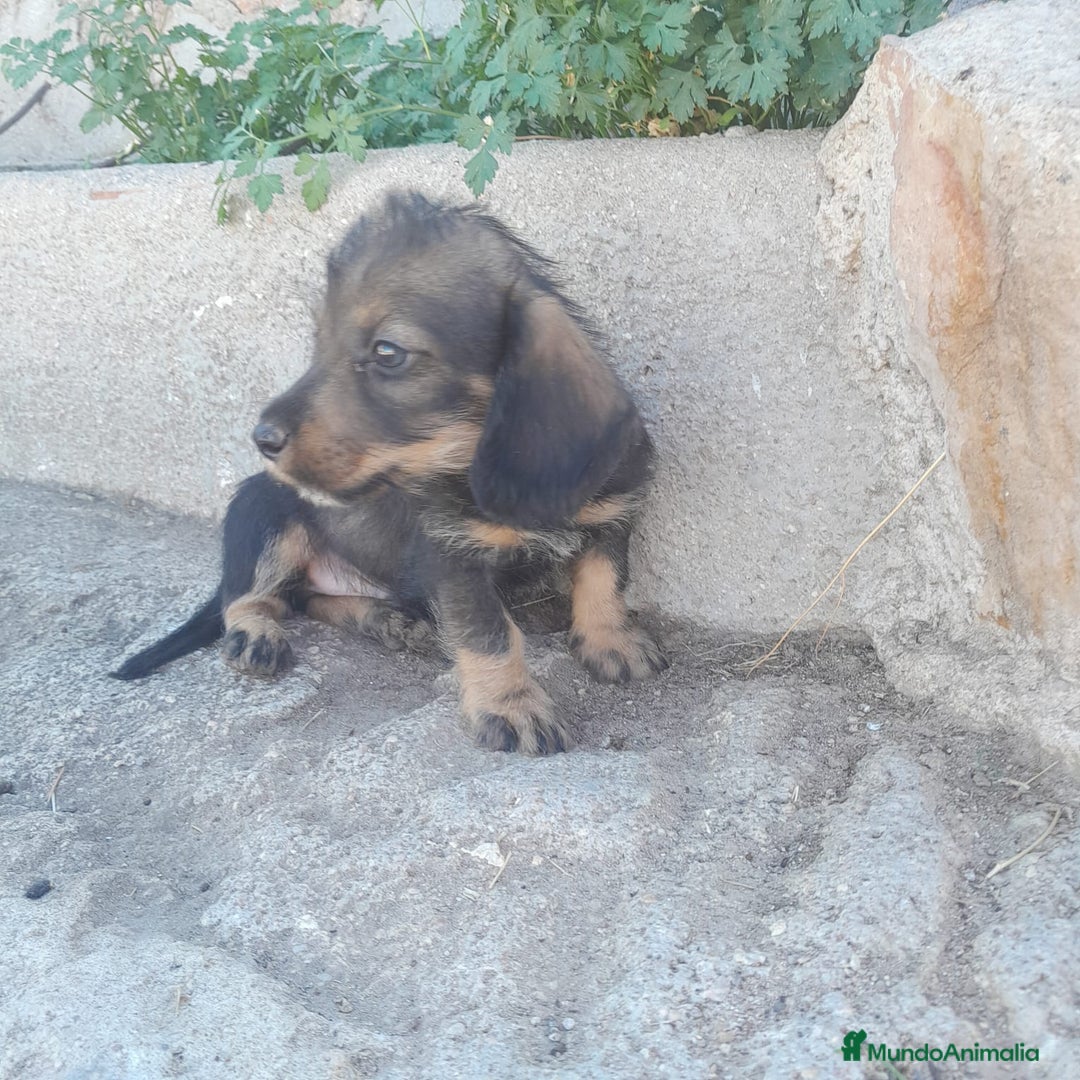 Teckel Miniatura perros en venta: TECKEL MINIATURA - Imagen 8