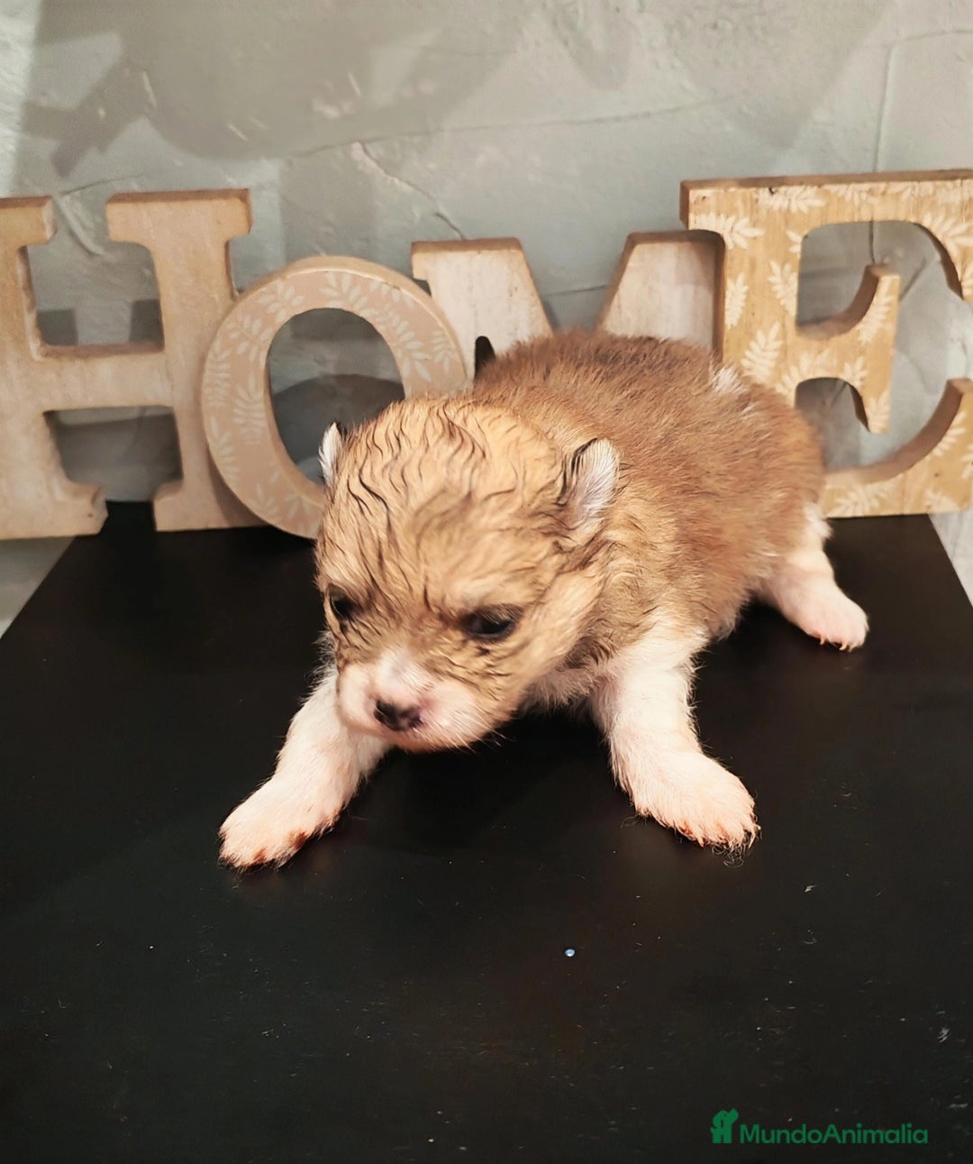 Pomerania perros en venta: Último Machito Pomerania Toy - Imagen 6