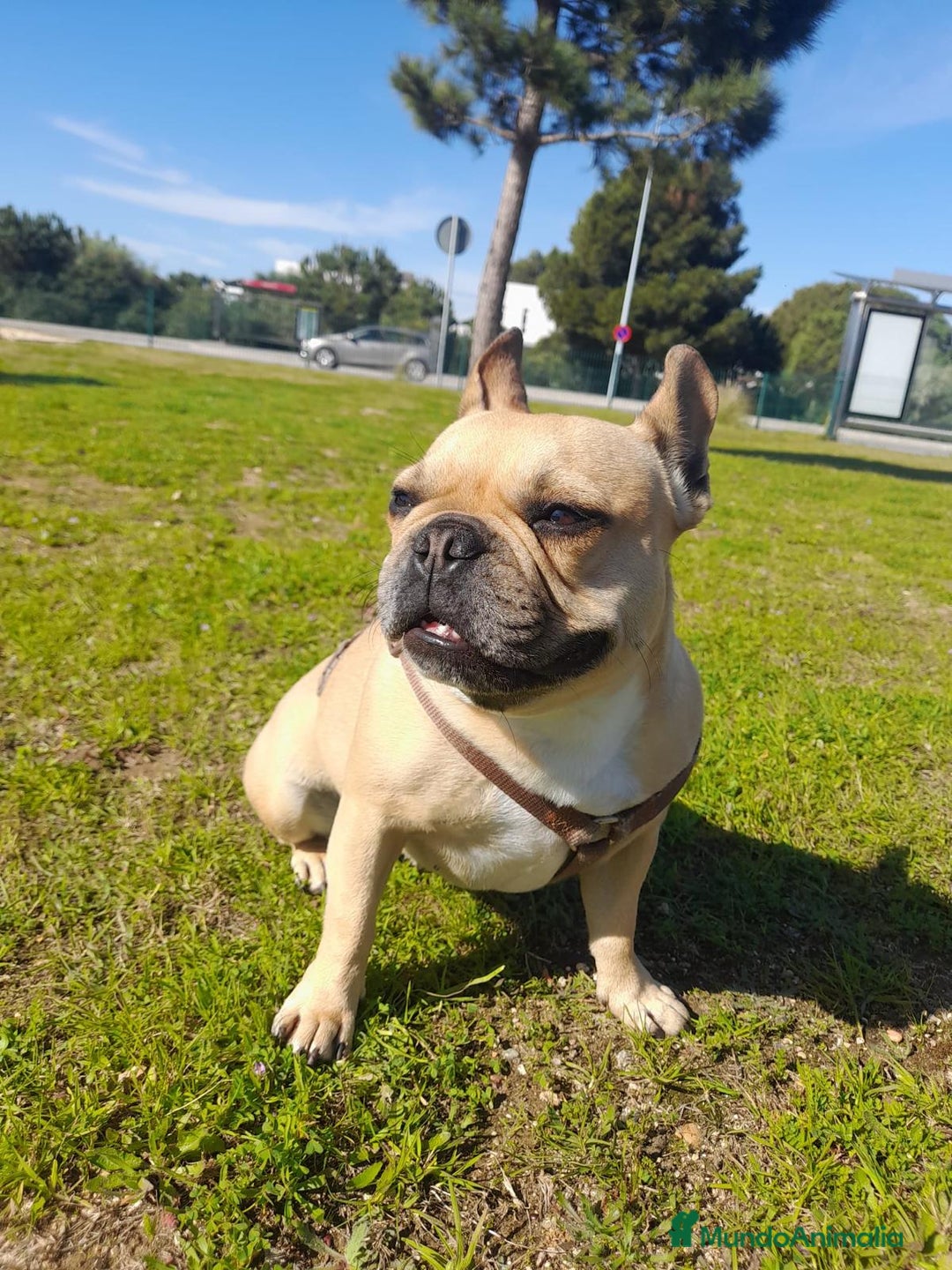 Bulldog Francés perros en venta: Bulldog Francés  - Anuncio 12