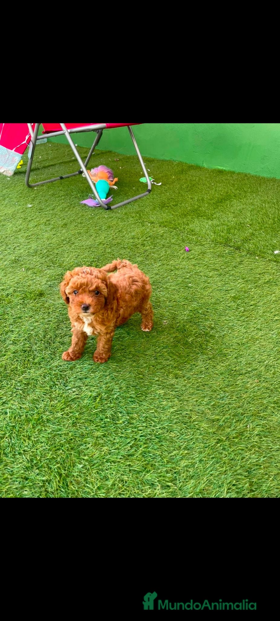 Caniche Toy perros Disponible 1 hembra de Caniche Toy - Anuncio 7
