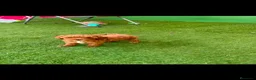 Caniche Toy perros en venta: Disponible 1 hembra de Caniche Toy - Anuncio 4