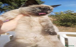 Siamés gatos en adopcion: ADOPCION Gatito siames 3 meses - Anuncio 2