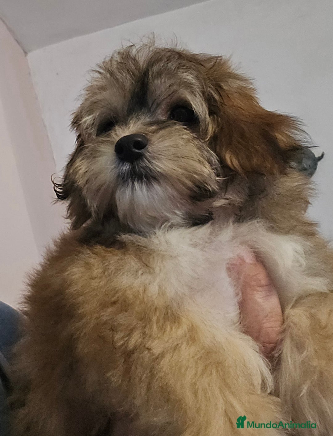 Bichón Habanero perros en venta: BICHON HABANERO - Anuncio 16