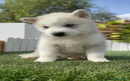 Husky Siberiano perros en venta: HUSKY - Imagen 6