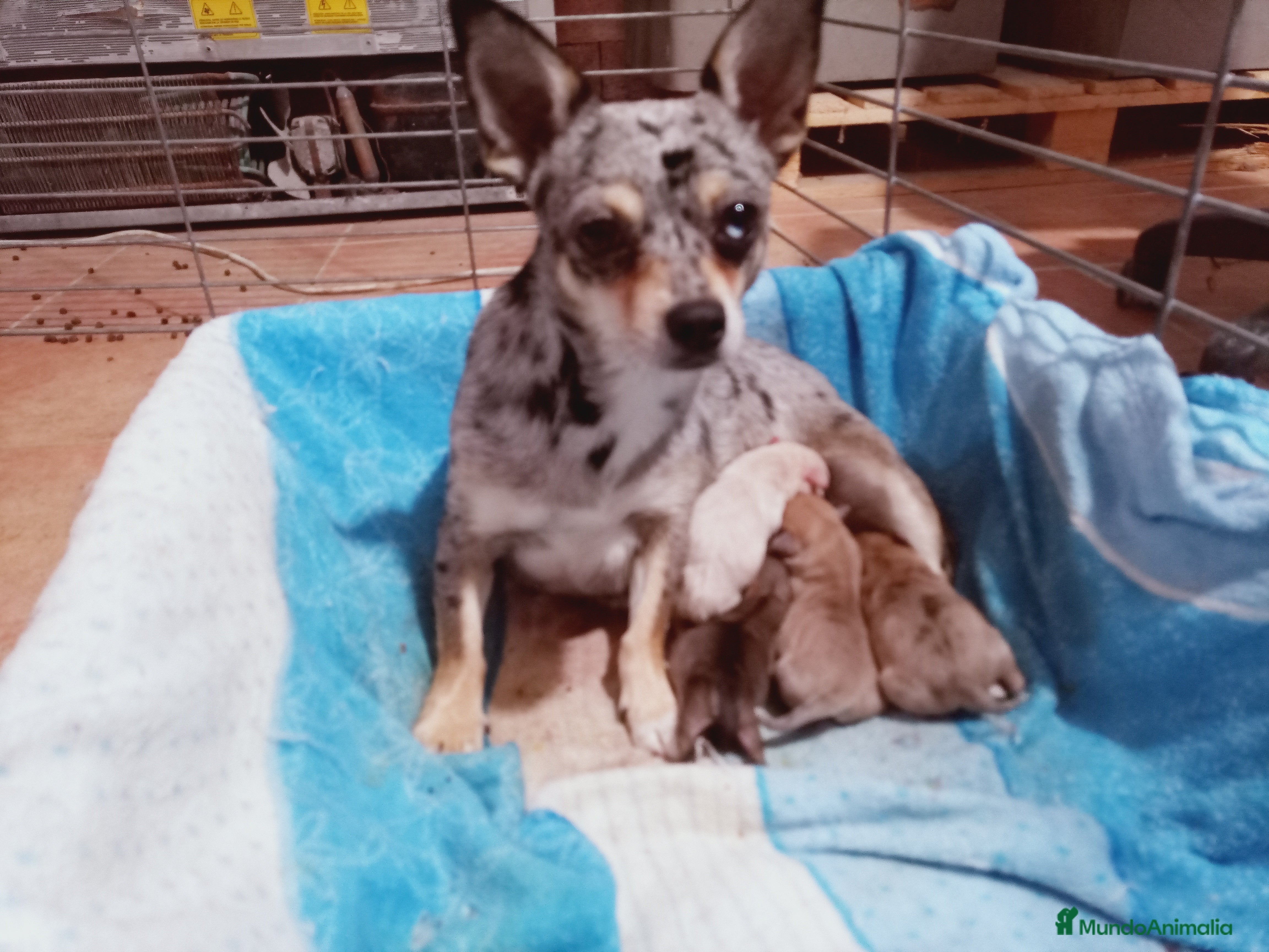 Chihuahua perros Camada Kiwi Chihuahua Merle - Anuncio 1