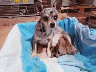 Chihuahua perros Camada Kiwi Chihuahua Merle - Anuncio 1