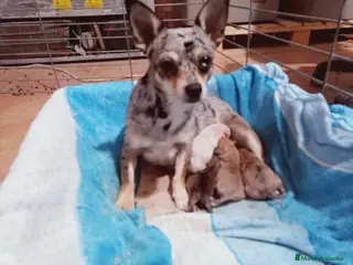 Chihuahua perros Camada Kiwi Chihuahua Merle - Anuncio 5