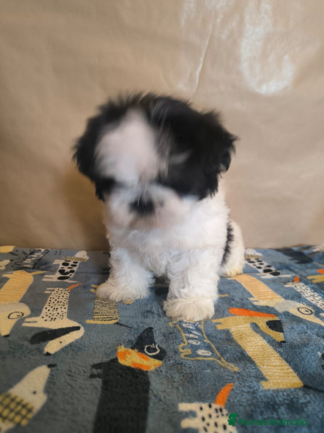 Shih Tzu perros en venta: Shit tzu mini - Anuncio 15