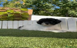 Perro de Agua Español perros en venta: PERRO DE AGUA HEMBRA - Imagen 2
